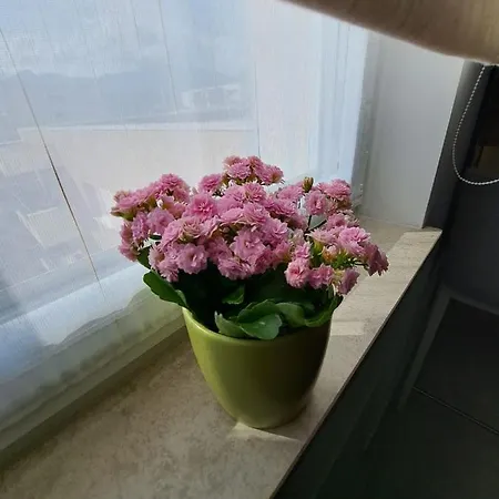 Apartment Alexandra View *